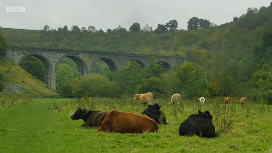 Whitehouse and Mortimer: Gone Fishing - Rainbow Trout - Derbyshire Wye - valley floor looking towards the viaduct